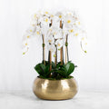 Large Orchid Centerpiece Arrangement in Gold Vase-0